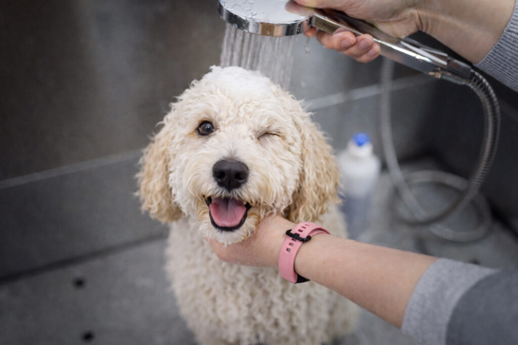 White Goldendoodle enjoying a bath, smiling with tongue out as water flows gently over its fluffy head